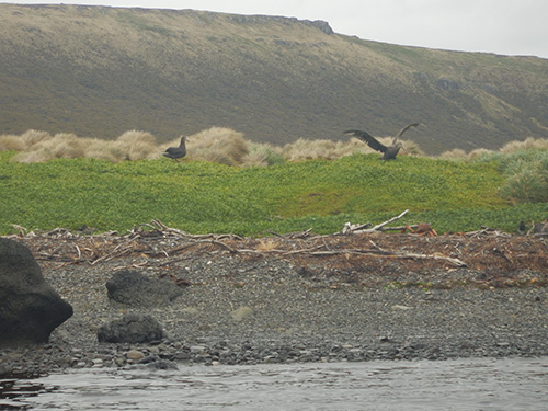 northern giant petrels